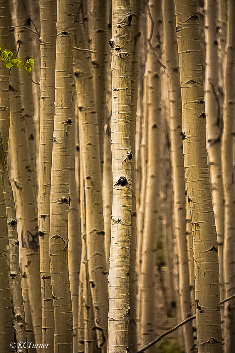 This golden sepia toned grove of aspen trees highlights a delicate cluster of leaves deep within Pike National Forest, Colorado...