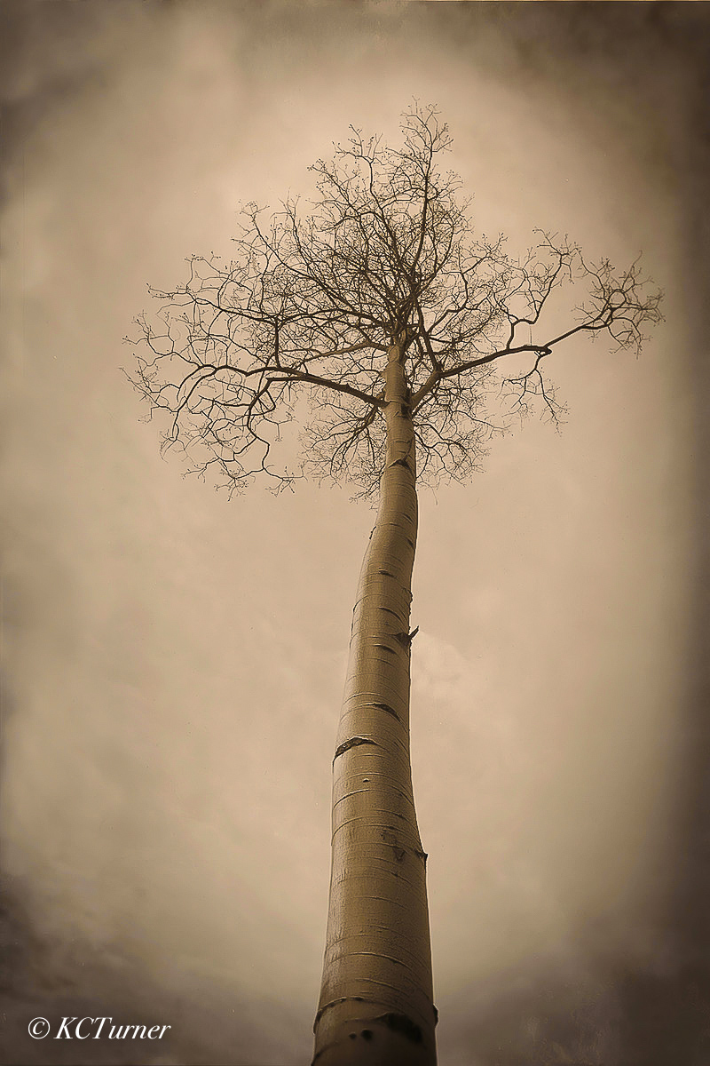 Soft, dreamy and expressionistic, this photogenic Aspen treescape with its sepia toned canvas like rendering was photographed...