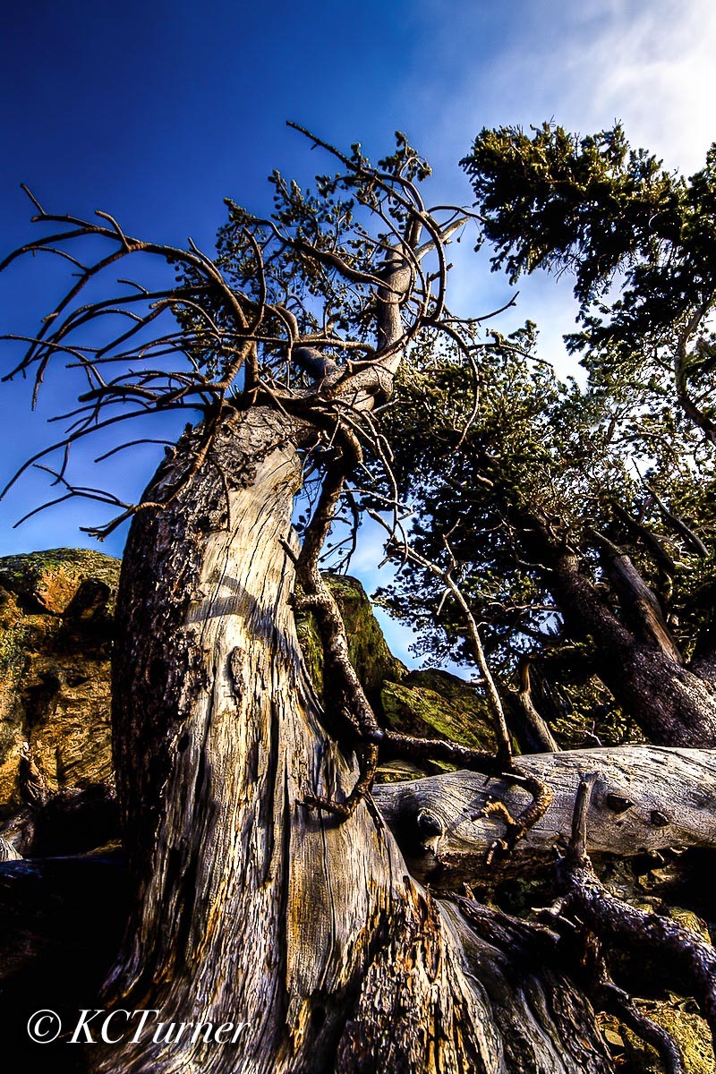 On a photo shoot in Colorado's Rocky Mountain National Park near Hallett Peak and Emerald Lake, I captured this awesome treescape...
